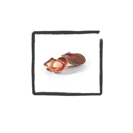 Coquille (vlees zonder schelp)
