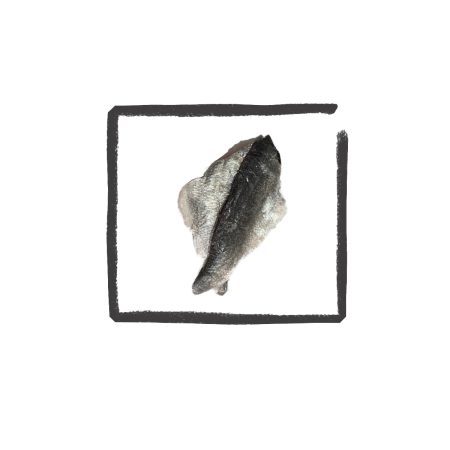 Dorade