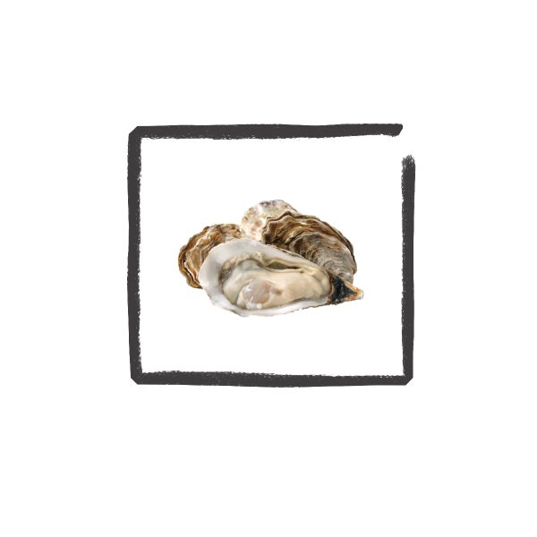 Oesters per 12 stuks