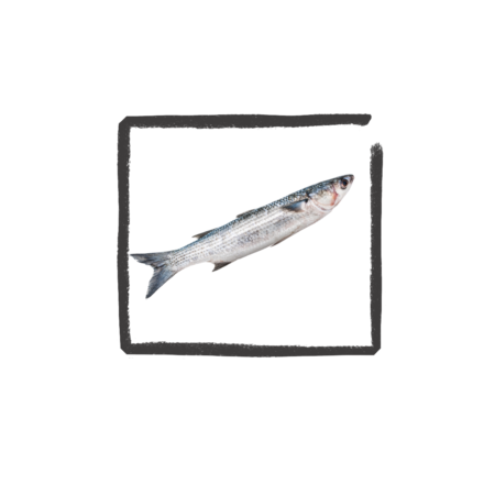 Harderfilet m/v
